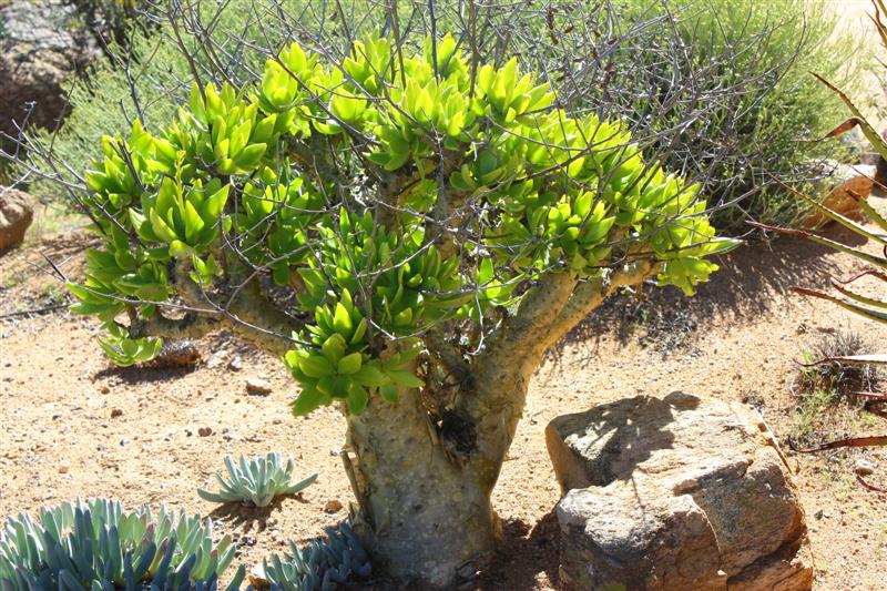 Tylecodon paniculatus 