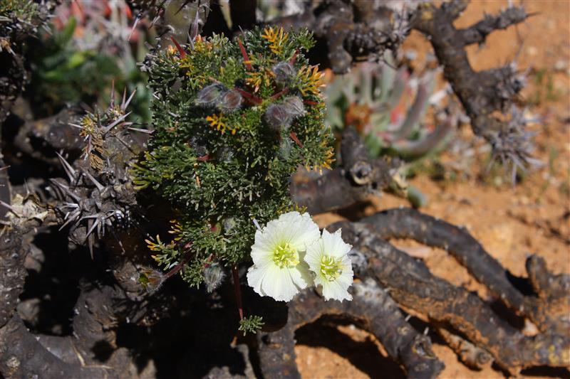 Sarcocaulon herrei 