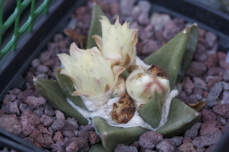 Ariocarpus trigonus 