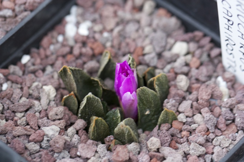 Ariocarpus scaphirostris 