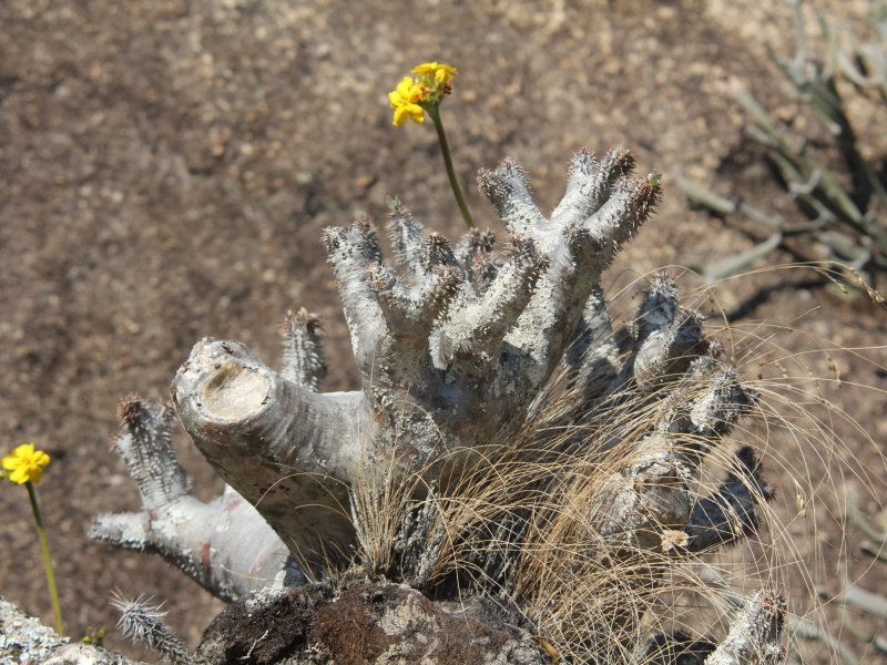 pachypodium rosulatum