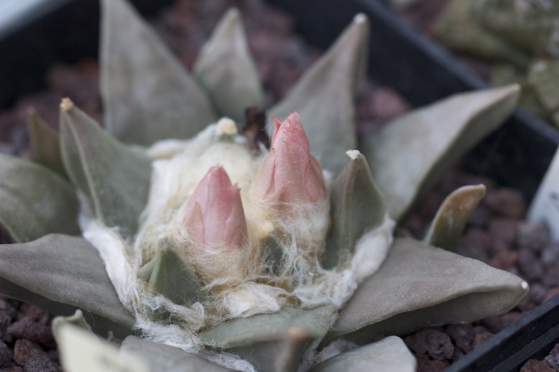 Ariocarpus retusus v. elongatus 