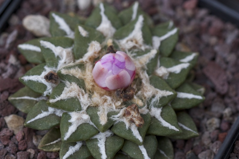 Ariocarpus kotschoubeyanus x retusus 