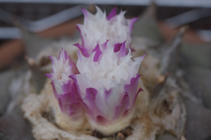 Ariocarpus retusus 