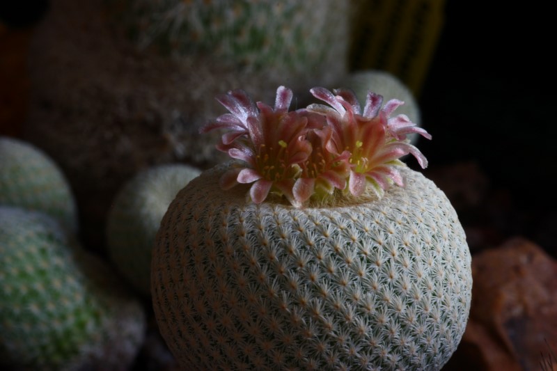 Epithelantha bokei 