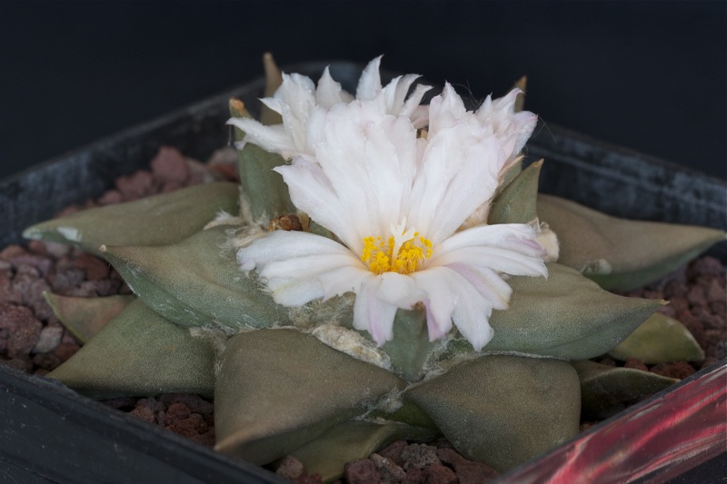 Ariocarpus confusus 