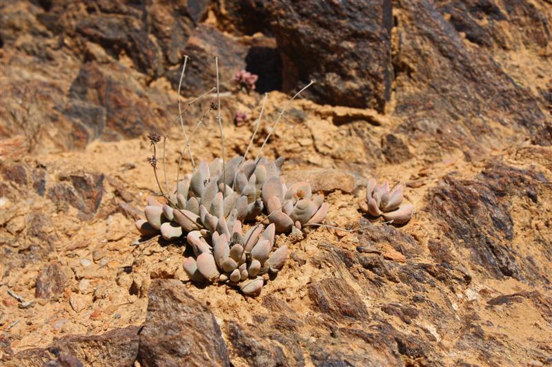 Crassula namaquensis 