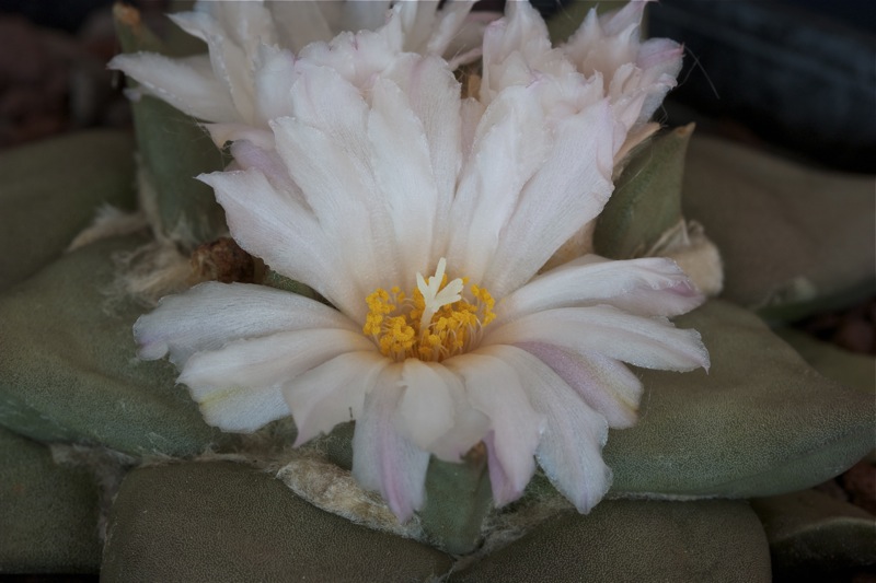 Ariocarpus confusus 