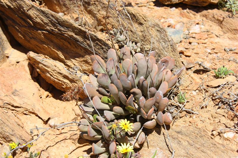 crassula namaquensis