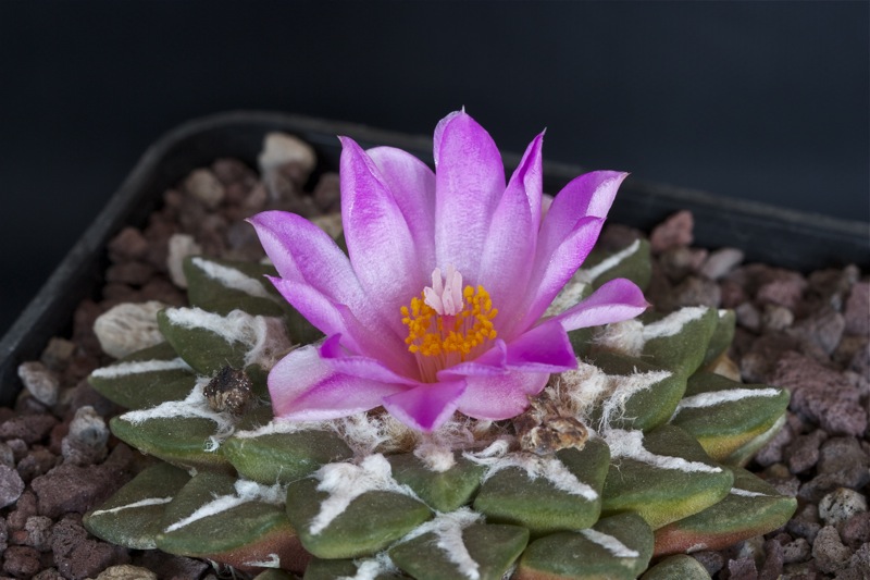 Ariocarpus kotschoubeyanus x retusus 