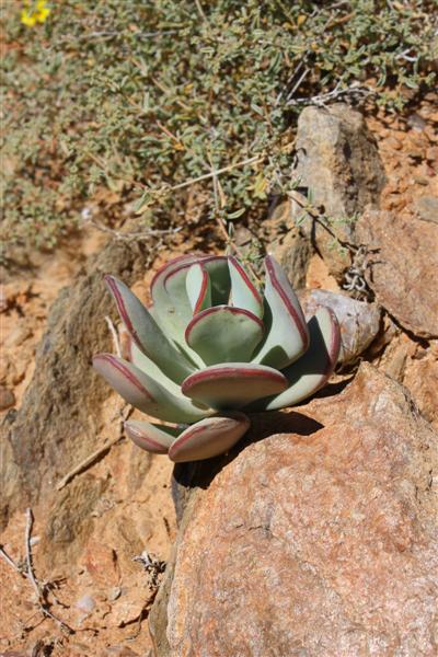 Cotyledon cuneata 