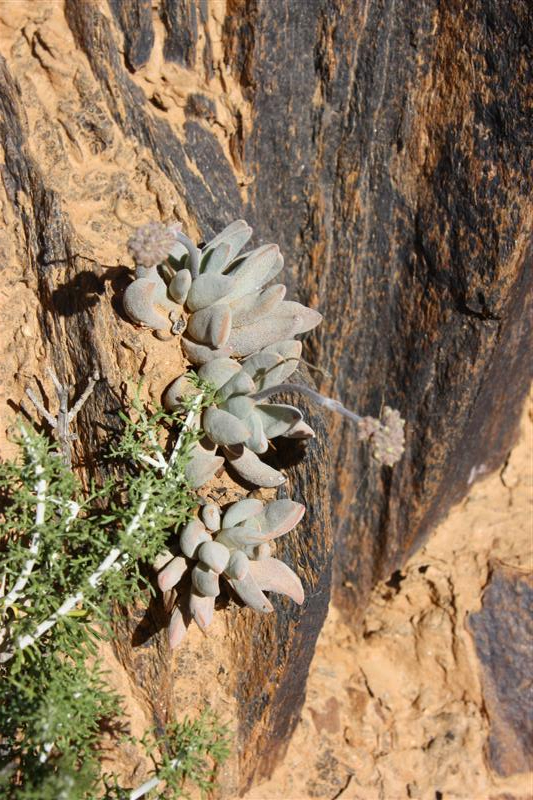 Crassula namaquensis 