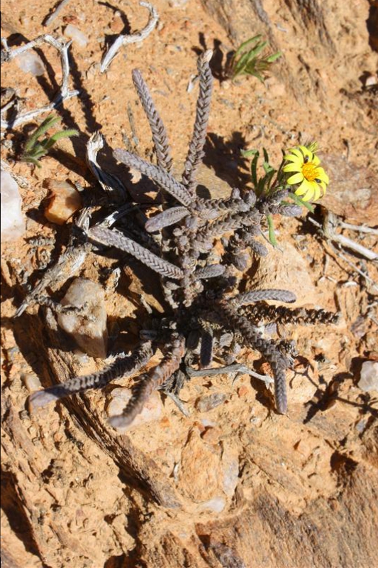 Crassula muscosa 