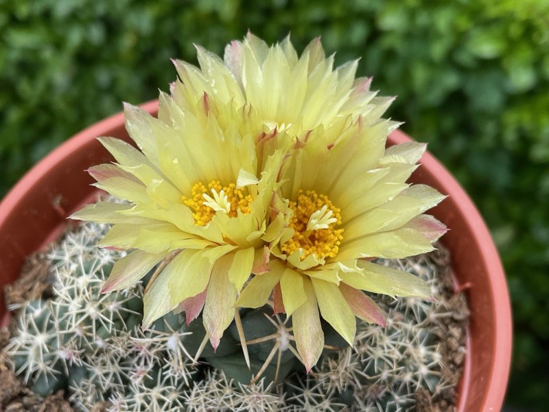 Coryphantha elephantidens ssp. bumamma 