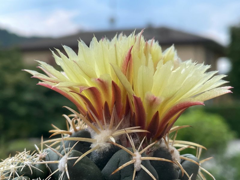 Coryphantha elephantidens ssp. bumamma 