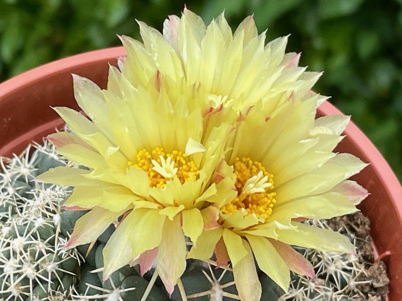 Coryphantha elephantidens ssp. bumamma 