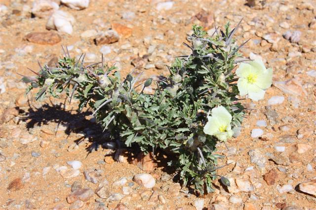 Sarcocaulon crassicaule 