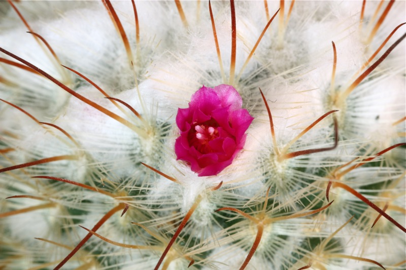 Mammillaria bombycina 