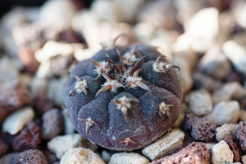 Gymnocalycium spegazzinii v. unguispinum SL 44b