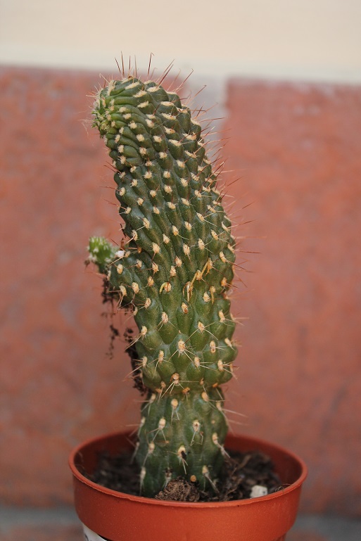 Opuntia Fulgida 