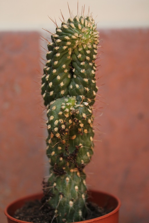 Opuntia Fulgida 
