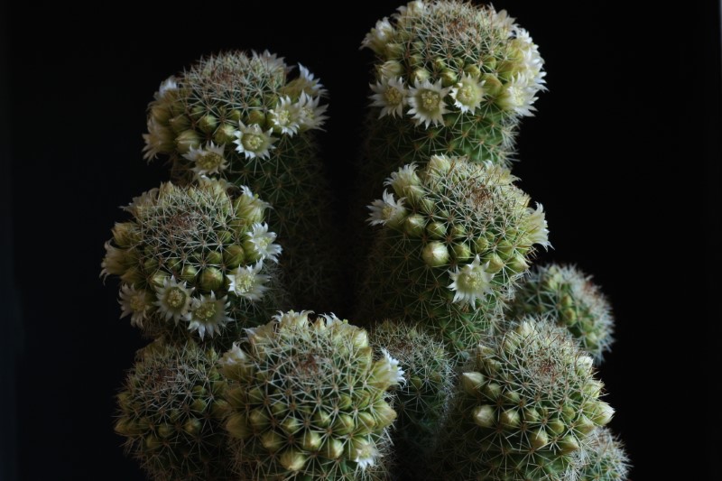 mammillaria backebergiana cv. fiore bianco