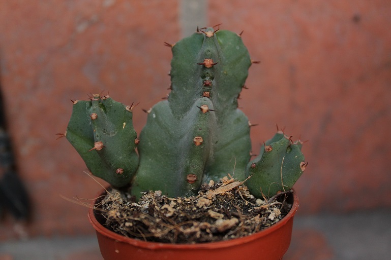 Euphorbia Resinifera 