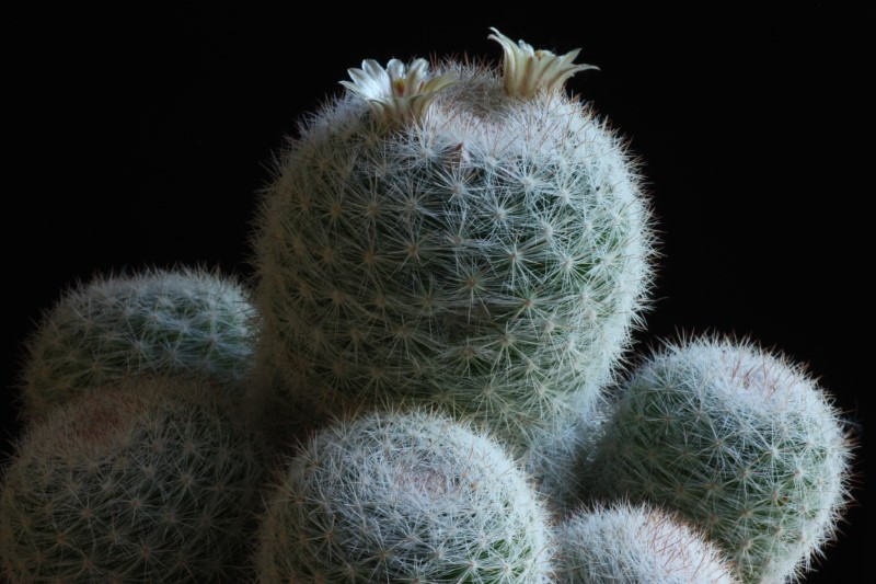 Mammillaria candida 