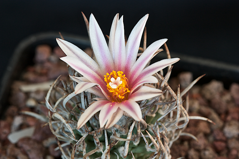 Turbinicarpus schmiedickeanus 