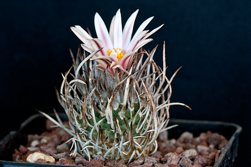 Turbinicarpus schmiedickeanus 