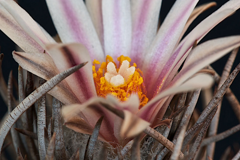 Turbinicarpus schmiedickeanus 