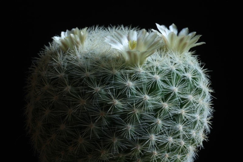 Mammillaria candida v. estanzuelensis Z108A