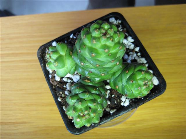 Monadenium ritchiei 
