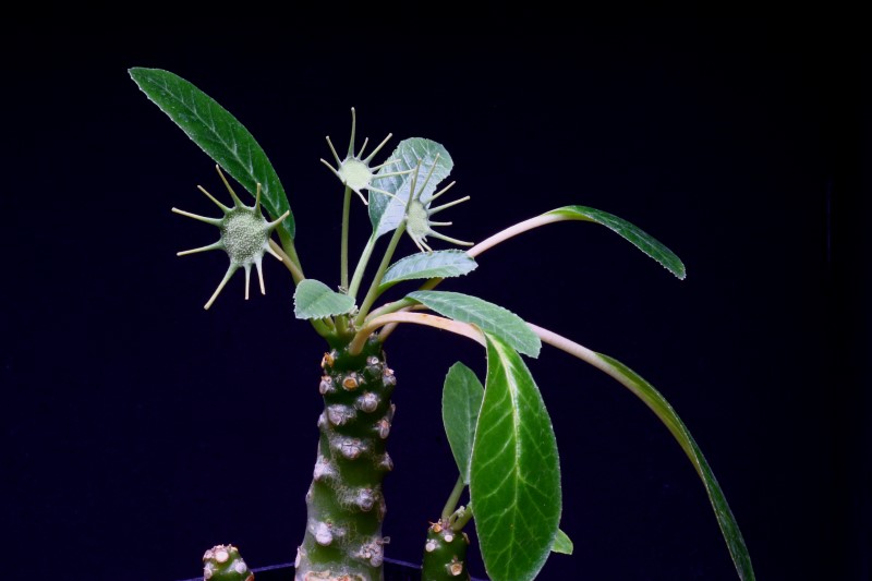 dorstenia foetida