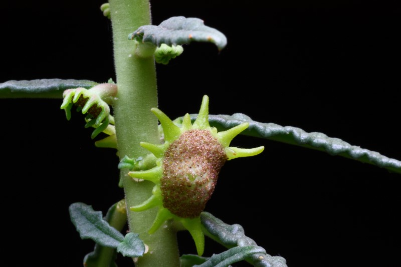 Dorstenia hildebrandtii f. crispa 