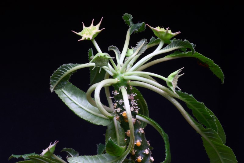 Dorstenia crispa 