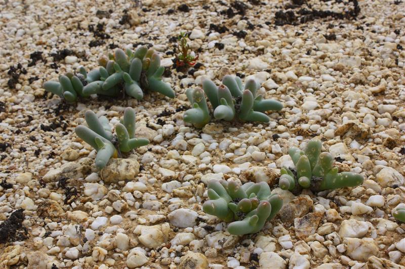 dactylopsis digitata