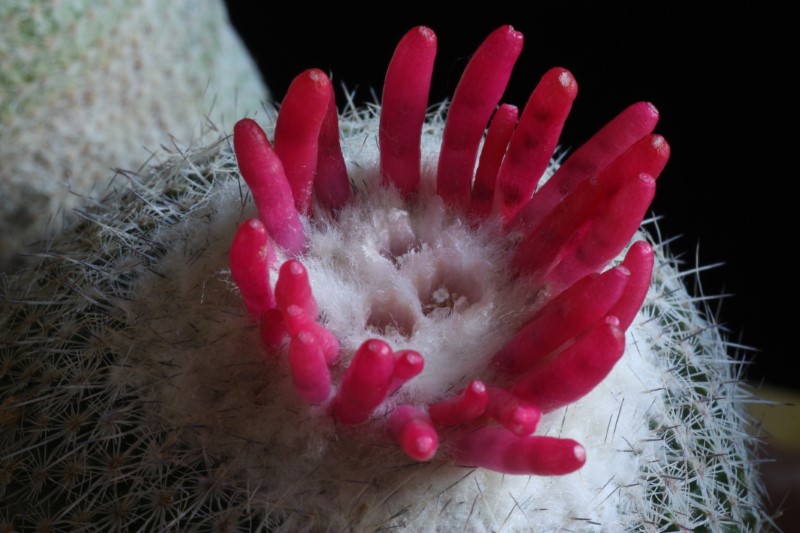 Epithelantha pachyrhiza 