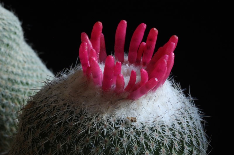 Epithelantha pachyrhiza 