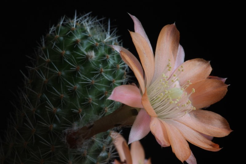 Rebutia haagei ssp. mudanensis 