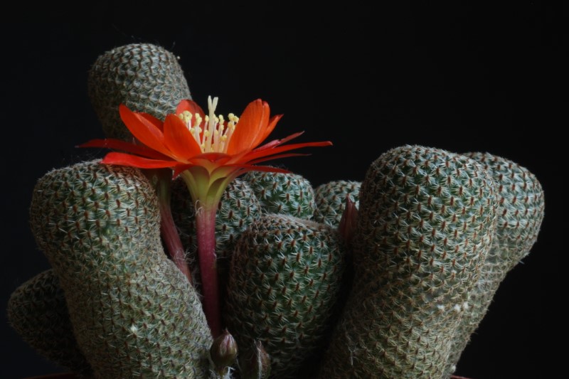 Rebutia heliosa 