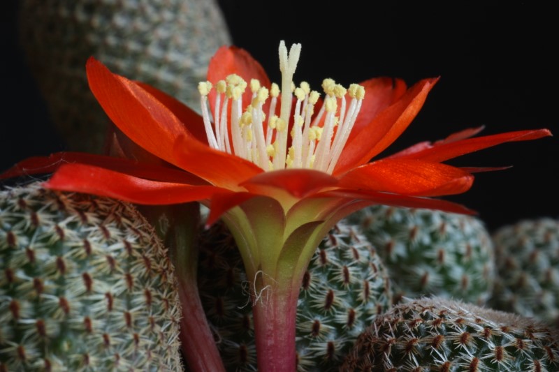 Rebutia heliosa 