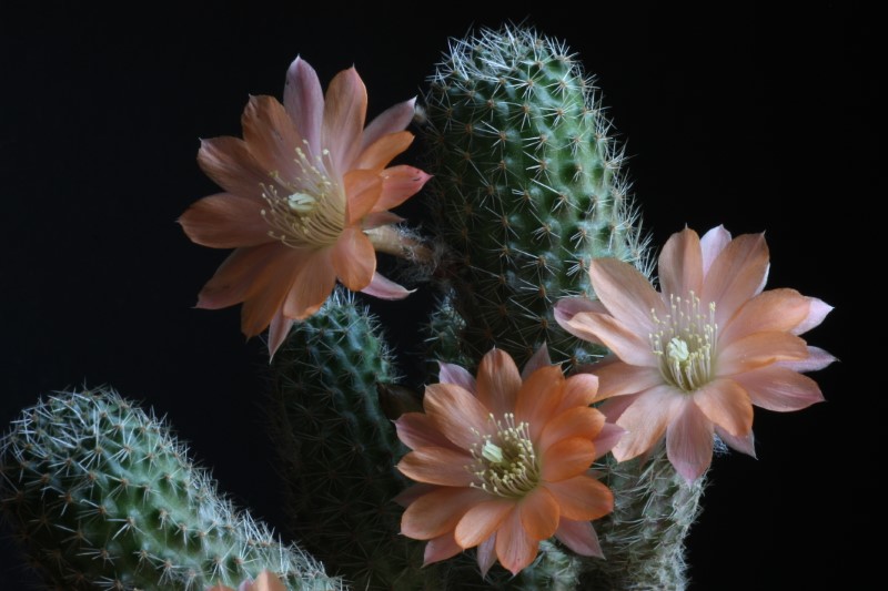 Rebutia haagei ssp. mudanensis 