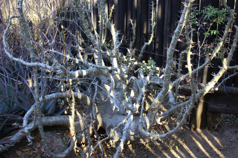 Pachypodium saundersii 