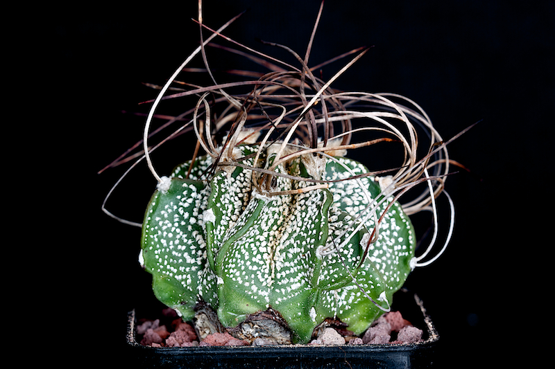 Astrophytum capricorne 