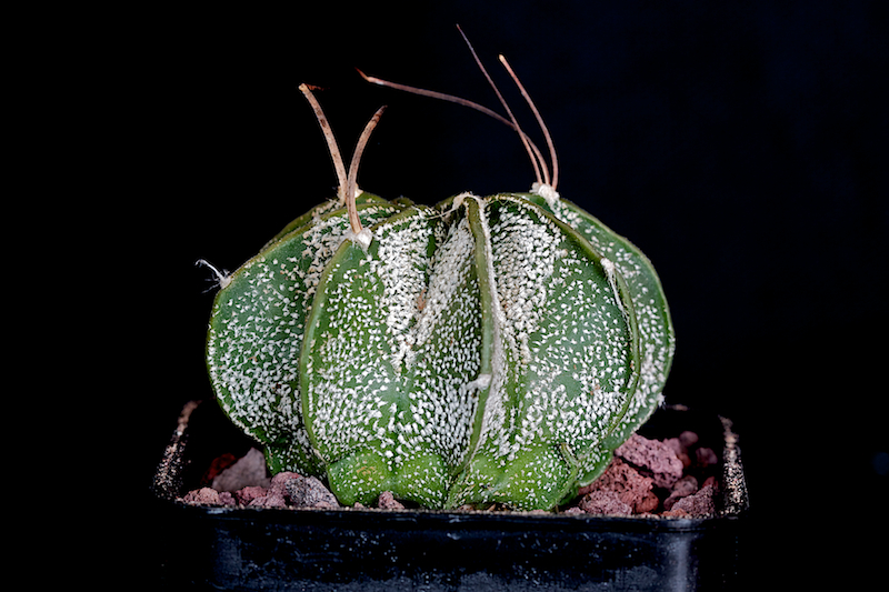 Astrophytum capricorne v. minor 