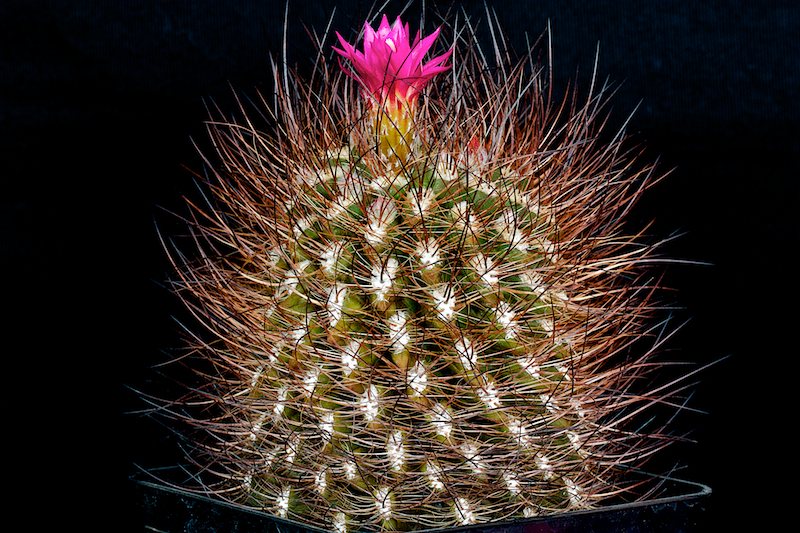 Neoporteria villosa 