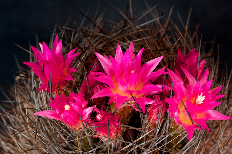 Neoporteria multicolor 