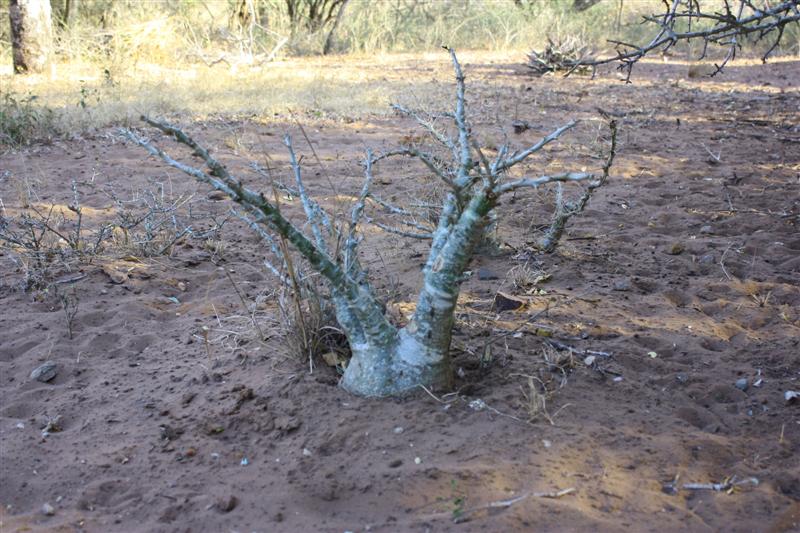 Pachypodium saundersii 
