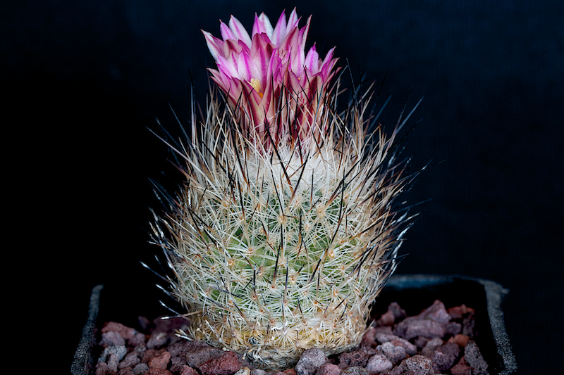 Turbinicarpus subterraneus v. zaragozae 